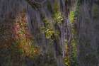 Autumn colors on Caddo Lake, Texas. Worlds largest bald cypress forest. Art Print